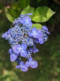 Close-up of purple hydrangea flowers