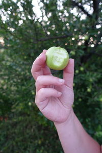 Cropped image of person holding apple