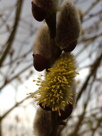 Close-up of yellow flower