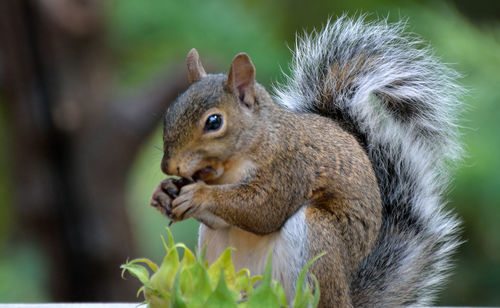 Close-up of squirrel eating