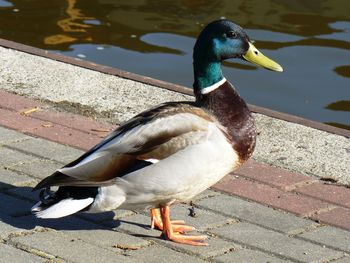 Close-up of mallard duck on lake