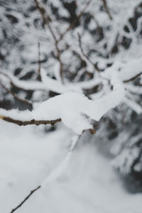 Close-up of snow on tree