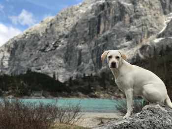 Dog sitting on rock by water against sky