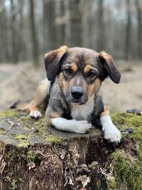 Portrait of dog on field