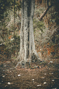 View of tree trunk in forest