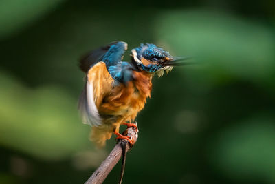 Close-up of king fisher perching on a branch