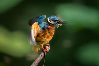 Close-up of bird perching on a branch