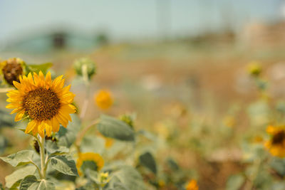 Panoramic view of field of golden yellow sunflowers on sunny summer day. concept of agriculture