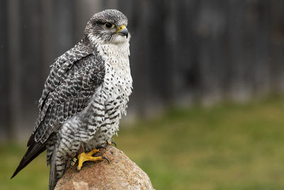 A trained gryfalcon on a rock, barn in background. falco rusticolus.