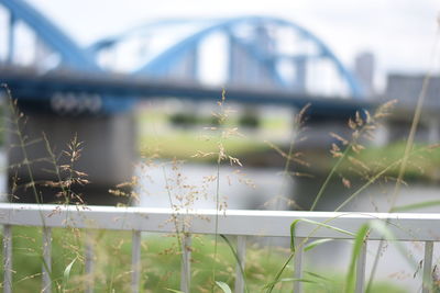 Close-up of plant against bridge