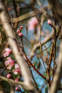 Close-up of flowering plant on branch