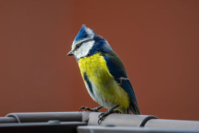 Close-up of bird perching on railing