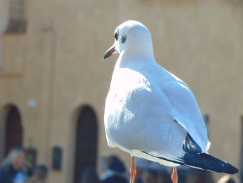 Close-up of bird perching outdoors