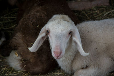 Close-up portrait of white sheep