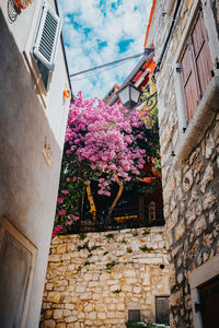 Low angle view of pink flowering tree by building