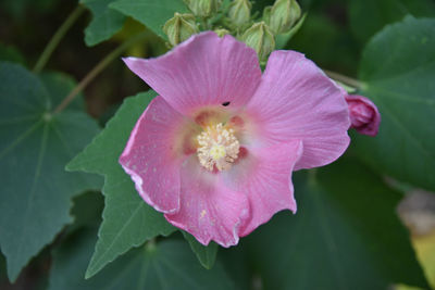 Close-up of pink rose flower