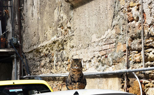 Cat on boat