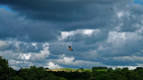 Low angle view of bird flying in sky