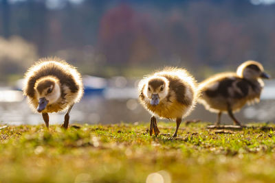 Close-up of birds on field