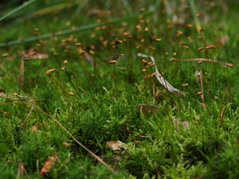 View of a bird on field