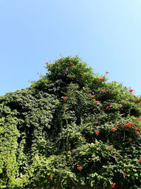 Low angle view of plants against clear blue sky