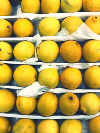 Lemons fruits in a row. white and yellow 