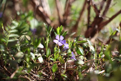 Close-up of purple flowering plant on field