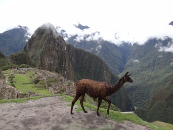 Giraffe standing on mountain against sky