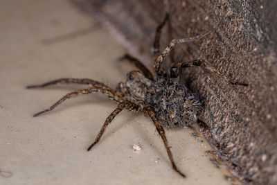 Close-up of spider