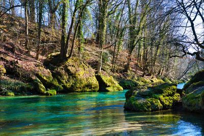 Scenic view of river amidst trees in forest