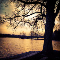 Bare trees by calm lake at sunset