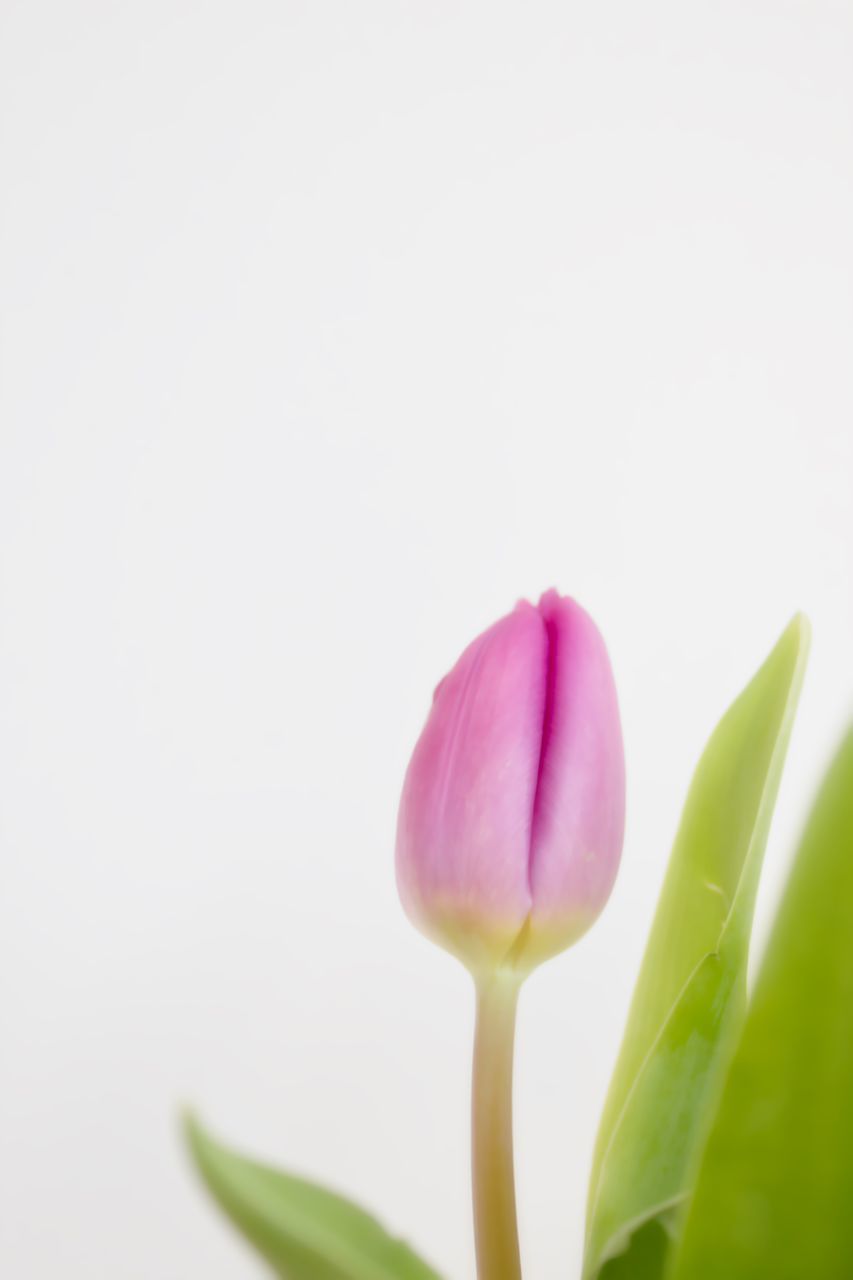 CLOSE-UP OF PINK TULIPS AGAINST WHITE BACKGROUND