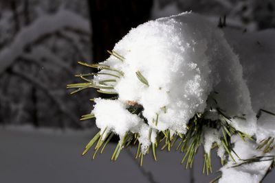 Close-up of honey bee on flower