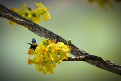 Close-up of bee on yellow flower