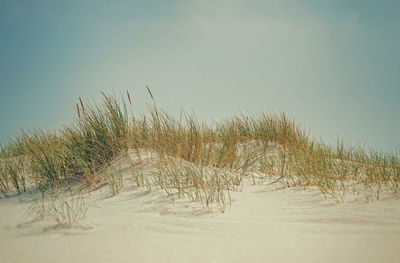 Plants growing on beach against sky
