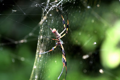 Spider on web