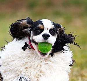 Close-up portrait of dog sticking out tongue on land