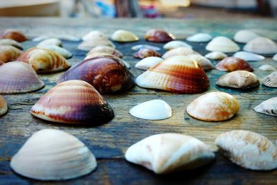 Close-up of seashells