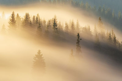 Trees in foggy weather