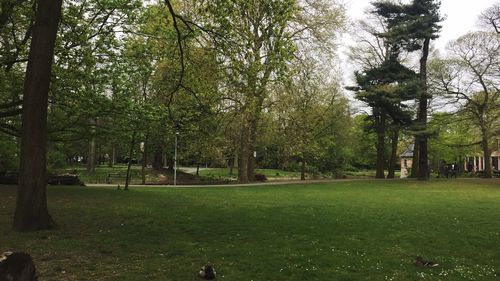 Trees in park