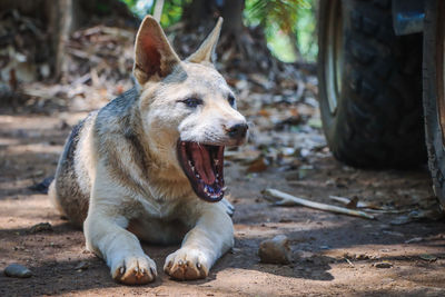 Puppies are stubborn and stubborn, but they are also cute.