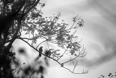 Low angle view of bird perching on tree against sky