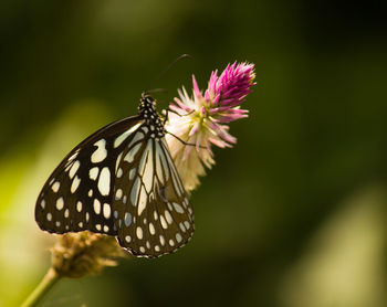 Close-up of butterfly pollinating on flower