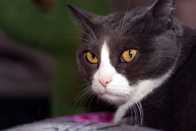 Close-up portrait of a grumpy cat
