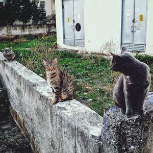 Cat sitting on grass