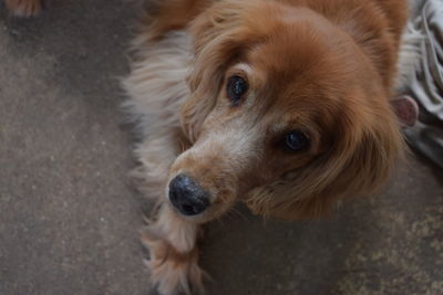 Close-up portrait of dog