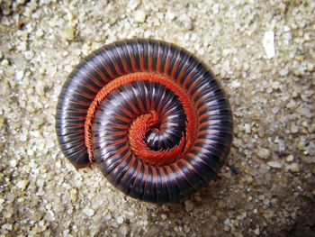 High angle view of a shell