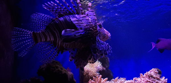 Close-up of fish swimming in sea