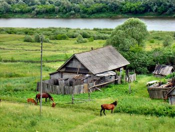 Horses on lake by trees