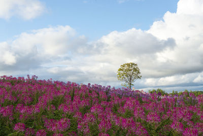 Flowering plants on field against sky